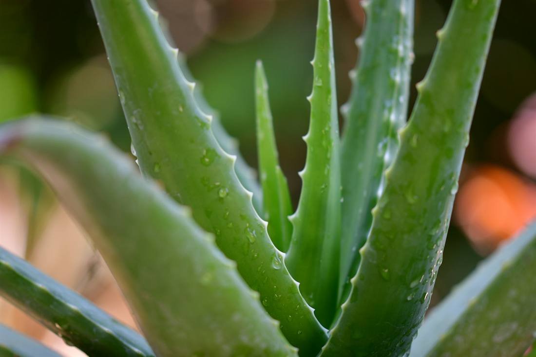 Aloe Vera Extract — export quality, India