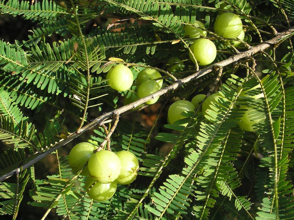 Amla Extract — export quality, India