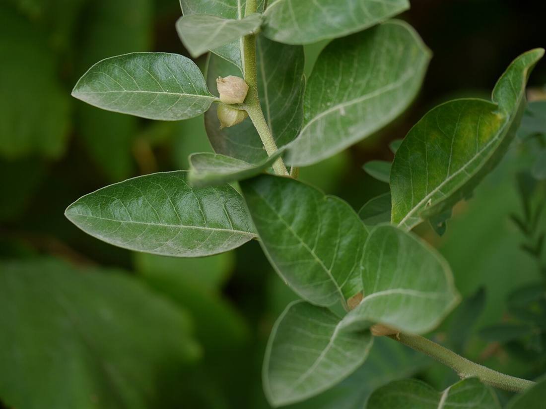 Ashwagandha Extract — export quality, India