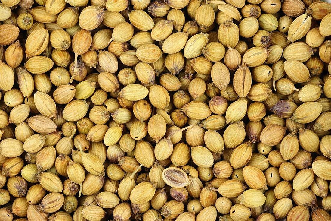 Coriander Seeds — export quality, India