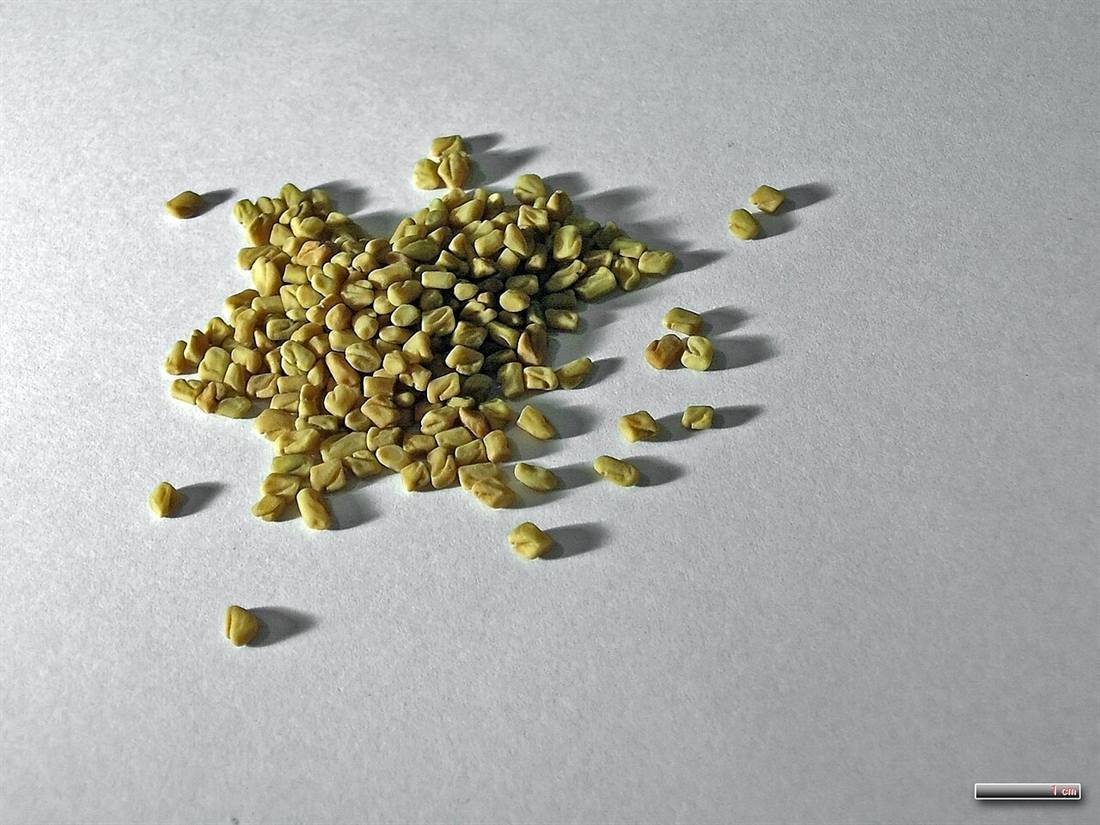 Fenugreek Seeds — export quality, India