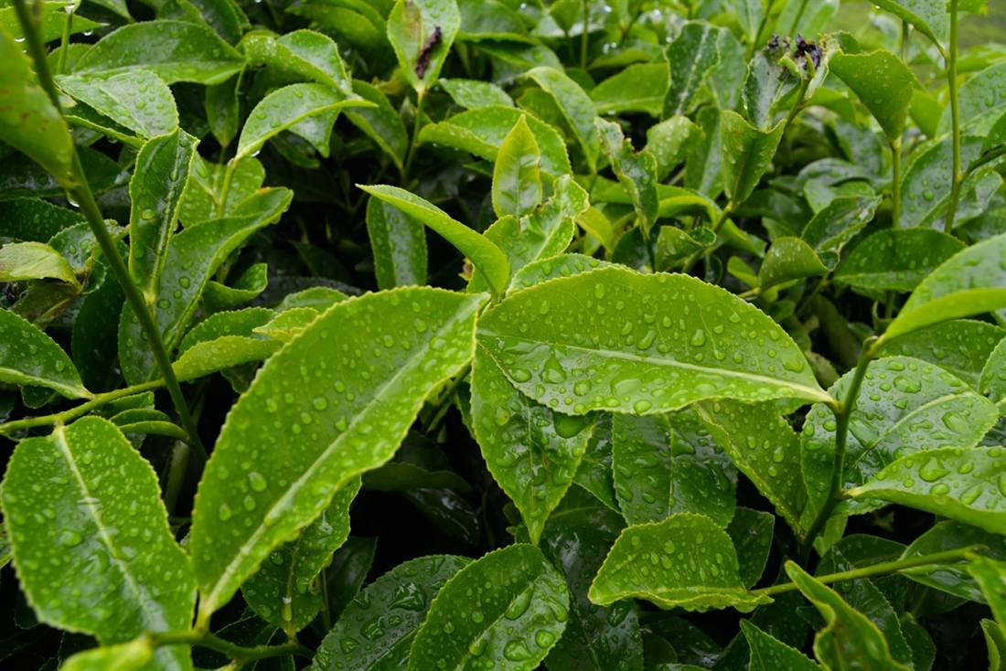 Green Tea Extract — export quality, India