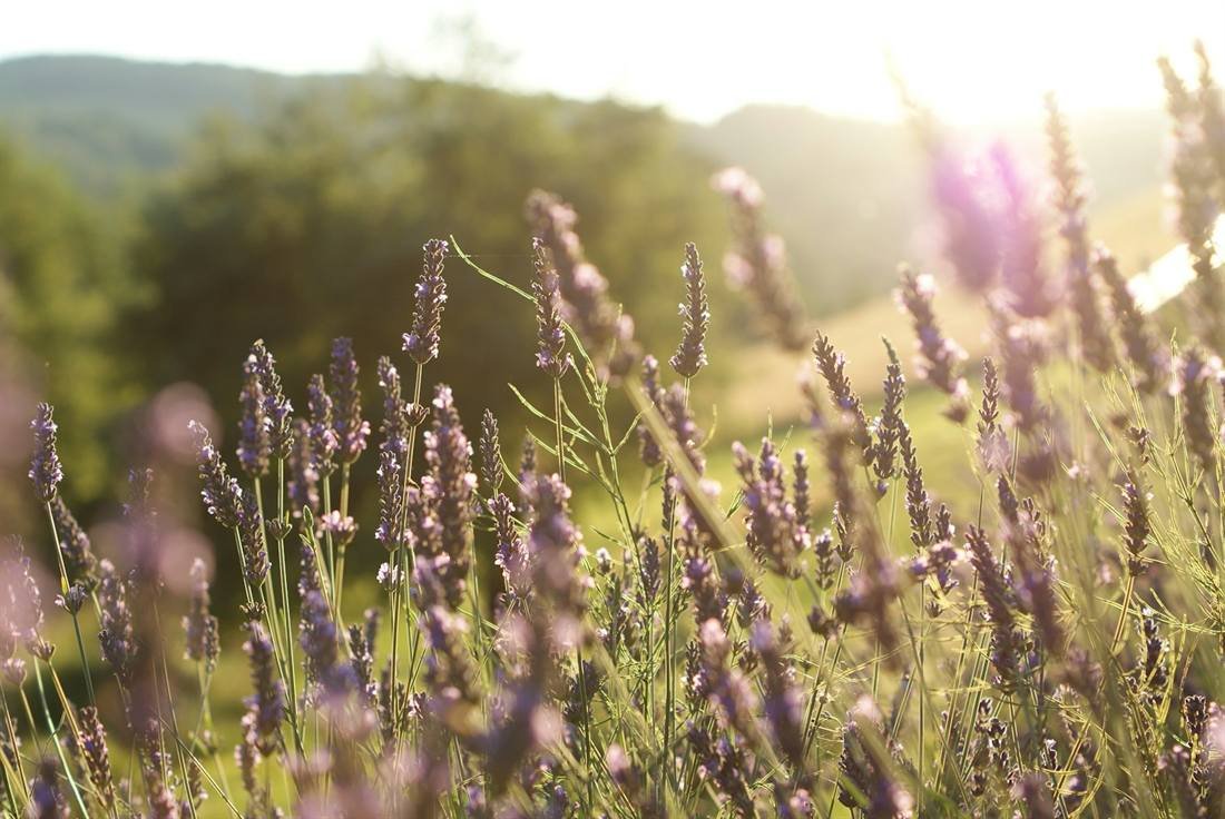Lavender Oil — export quality, India