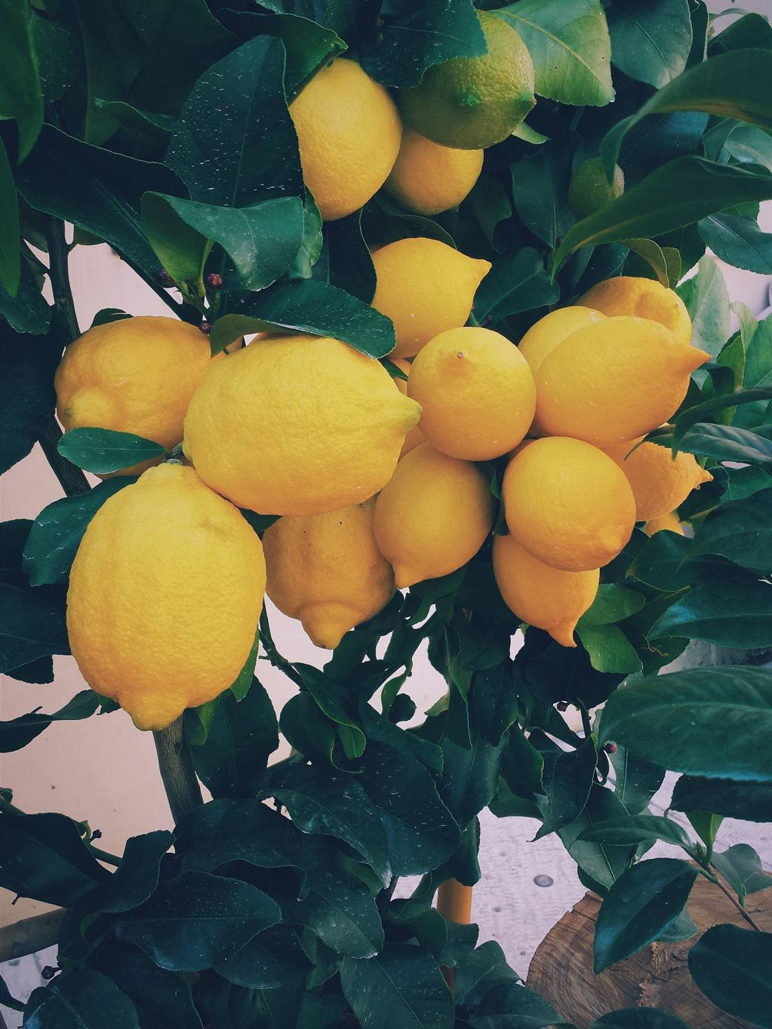 Lemon Oil — export quality, India
