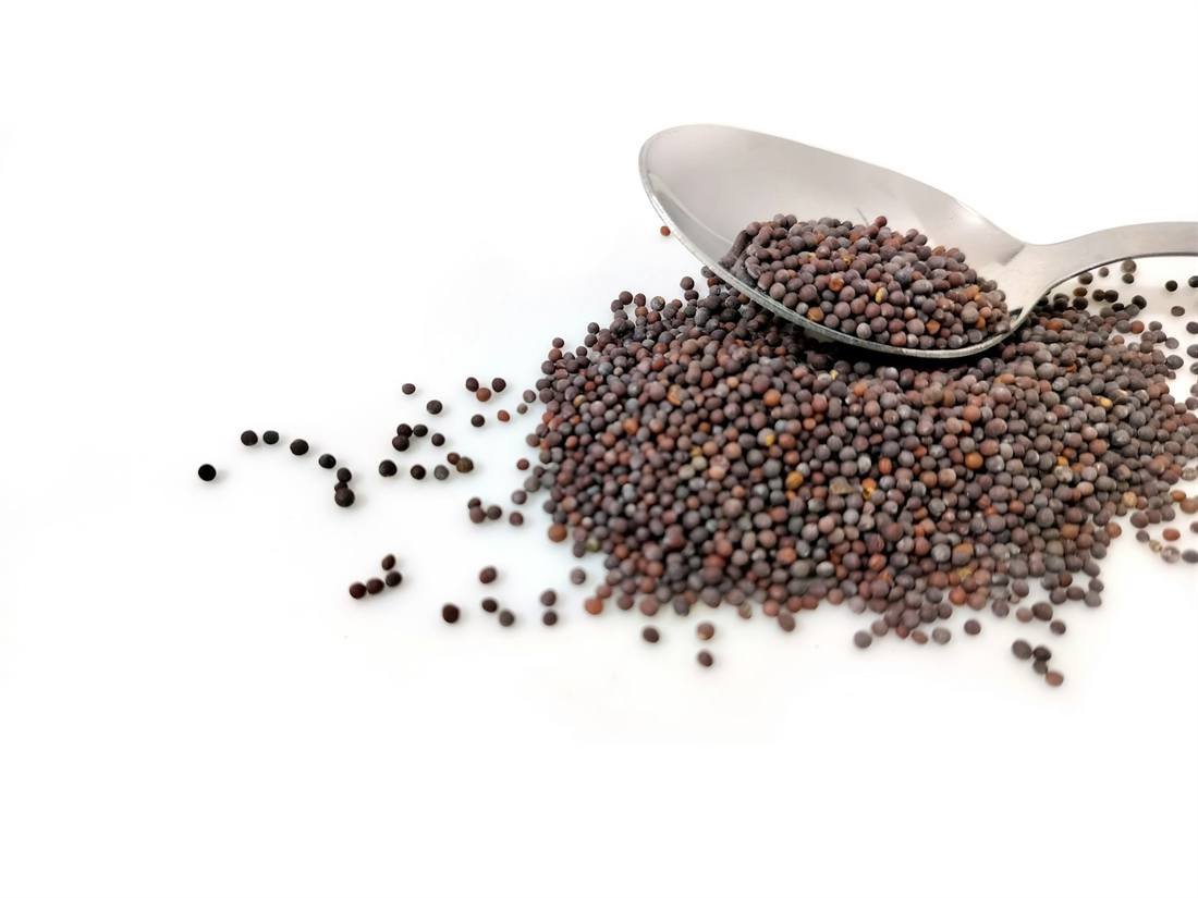 Mustard Seeds — export quality, India