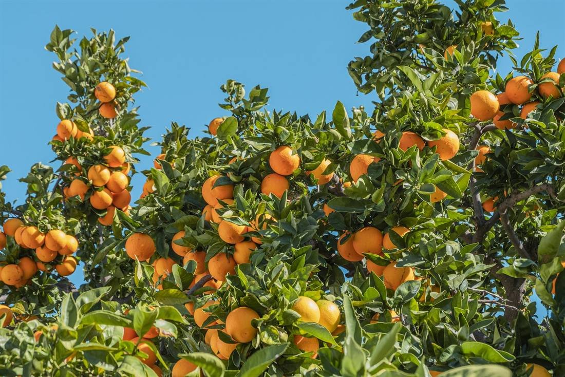Orange Oil — export quality, India