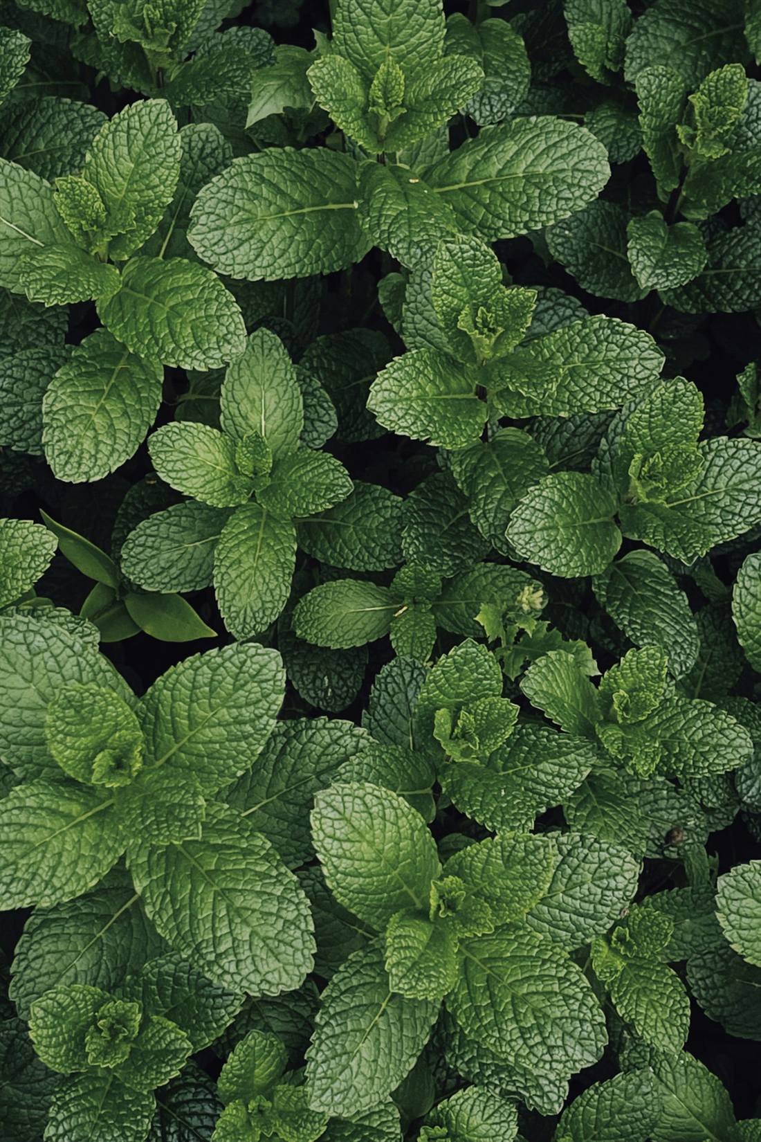Peppermint Oil — export quality, India