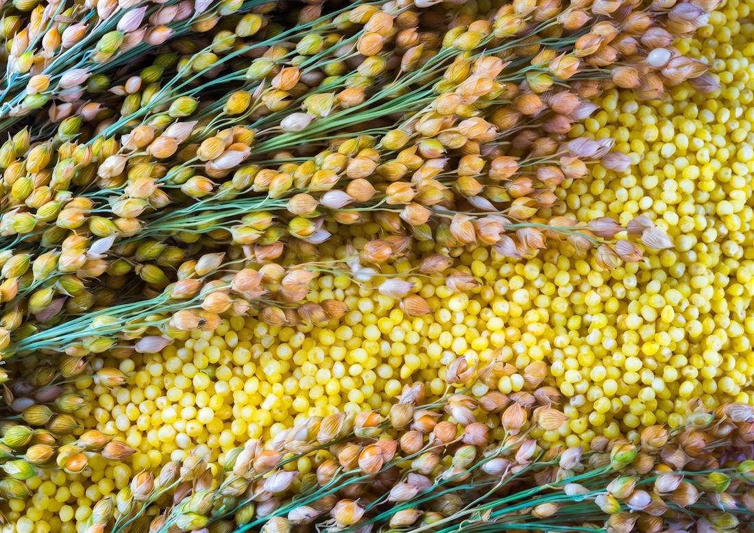 Proso Millet (Cheena) — export quality, India